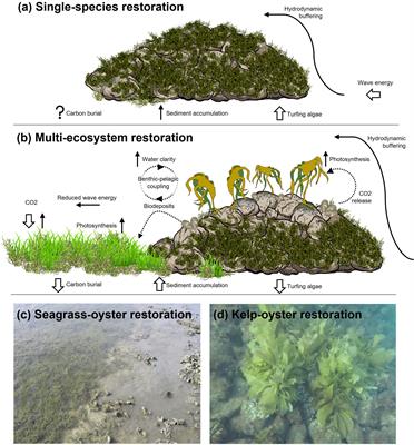 Multi-habitat seascape restoration: optimising marine restoration for coastal repair and social benefit